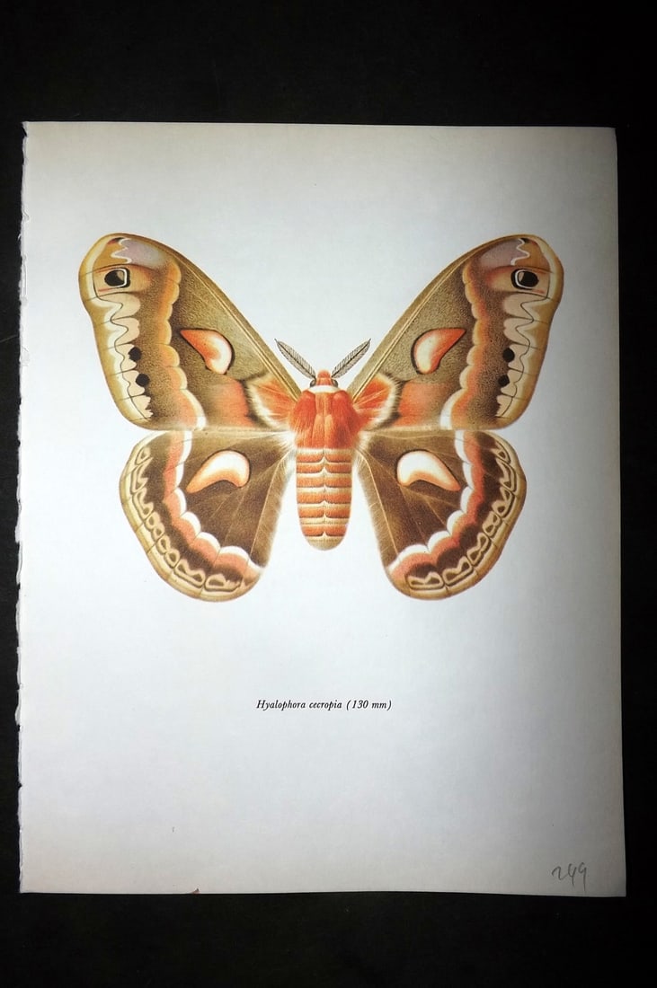 Prochazka, Frantisek 1966 Vintage Moth Print. Hyalophora Cecropia (1 of 1)