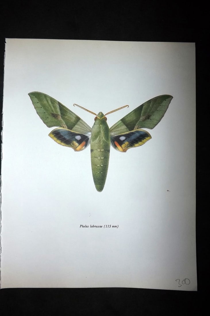 Prochazka, Frantisek 1966 Vintage Moth Print. Pholas Labruscae (1 of 1)