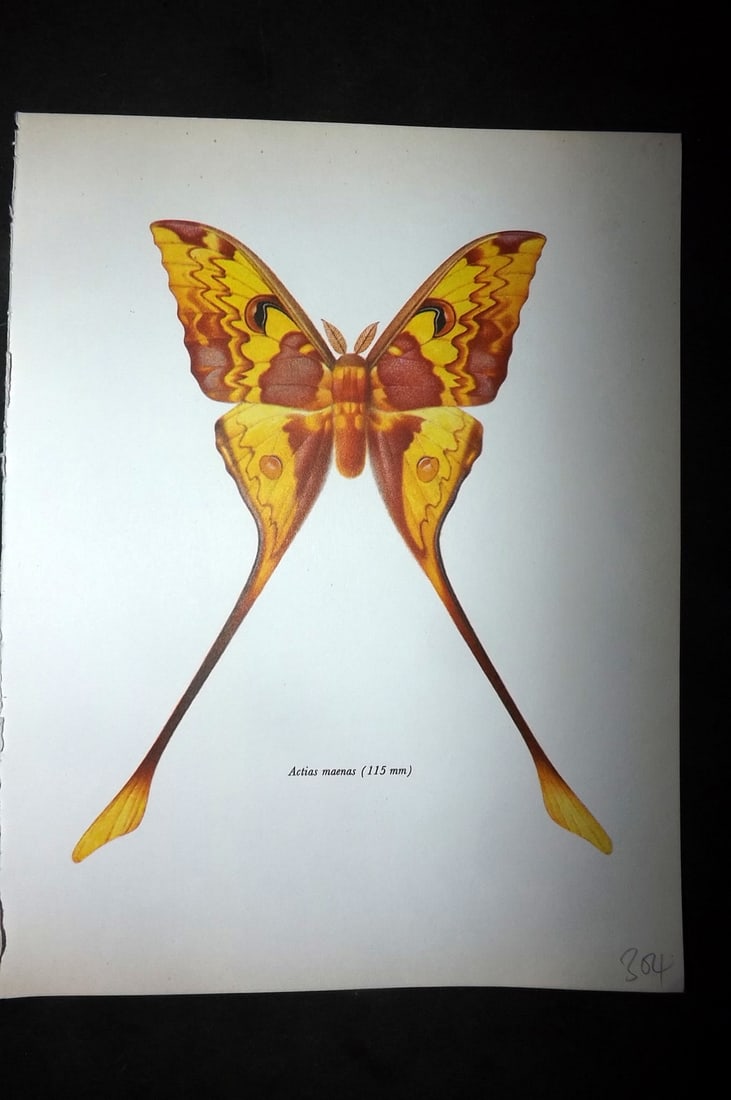 Prochazka, Frantisek 1966 Vintage Moth Print. Actias Maenas (1 of 1)