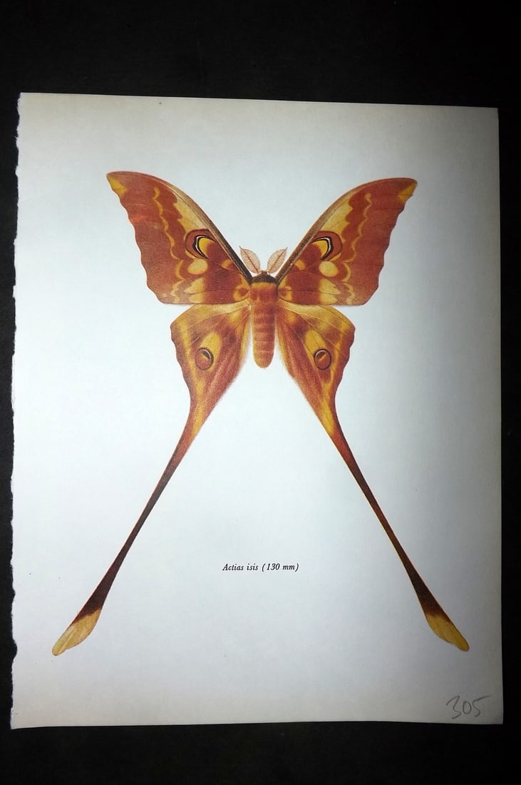 Prochazka, Frantisek 1966 Vintage Moth Print. Actias Isis (1 of 1)