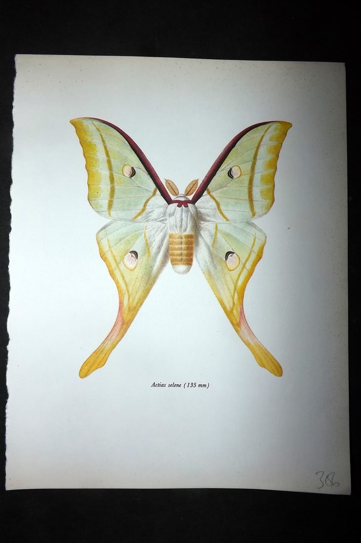 Prochazka, Frantisek 1966 Vintage Moth Print. Actias Selene (1 of 1)