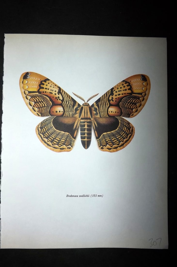Prochazka, Frantisek 1966 Vintage Moth Print. Brahmaea Wallichii (1 of 1)