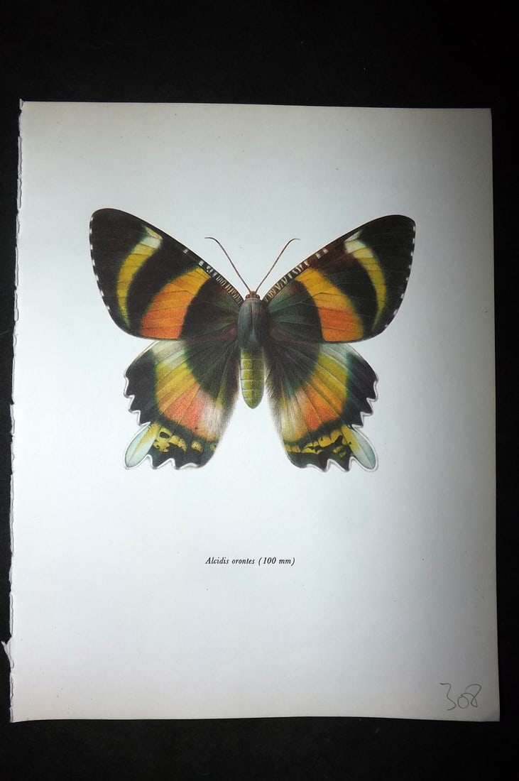 Prochazka, Frantisek 1966 Vintage Moth Print. Alcidis Orontes (1 of 1)