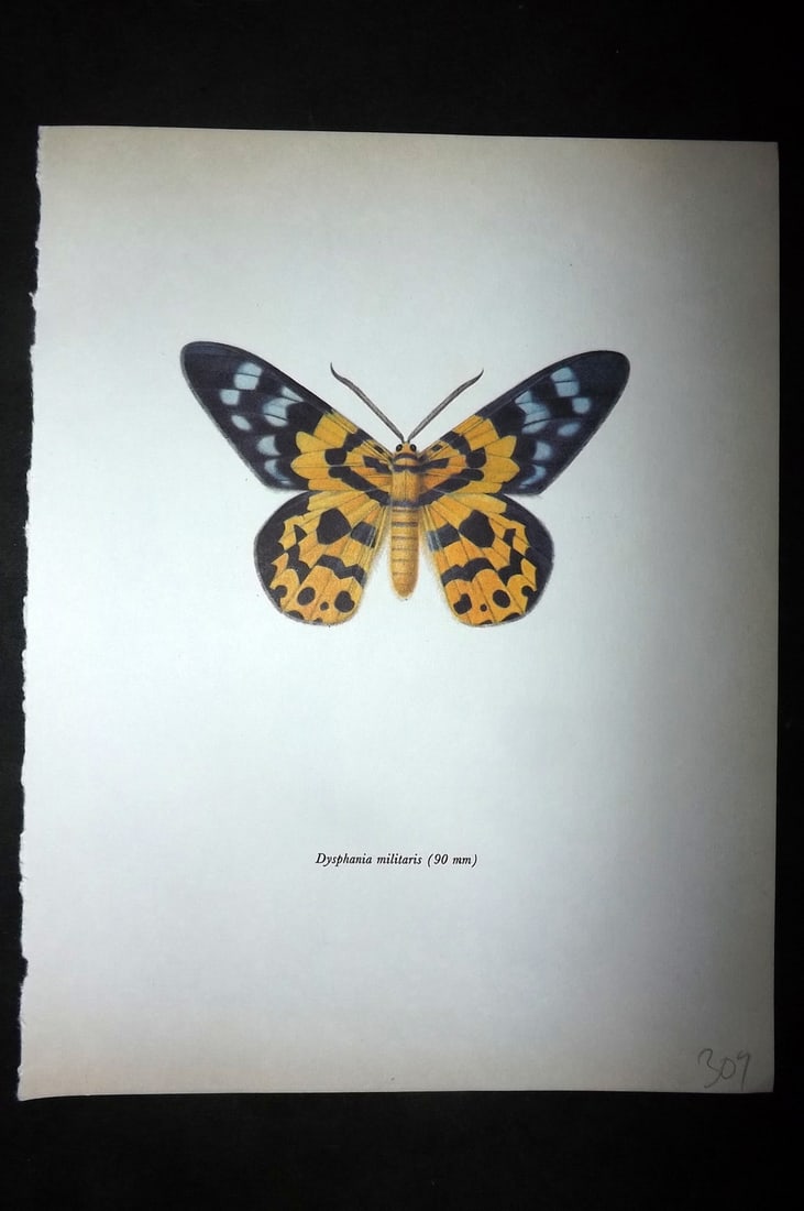 Prochazka, Frantisek 1966 Vintage Moth Print. Dysphania Militaris (1 of 1)