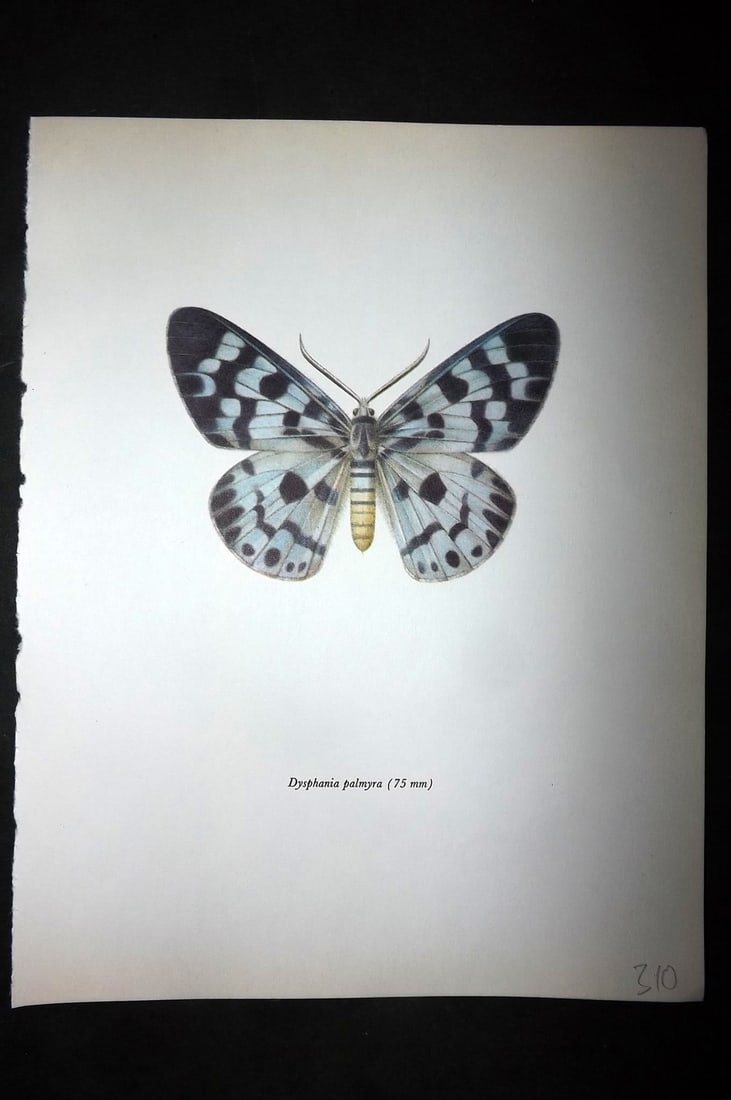 Prochazka, Frantisek 1966 Vintage Moth Print. Dysphania Palmyra (1 of 1)