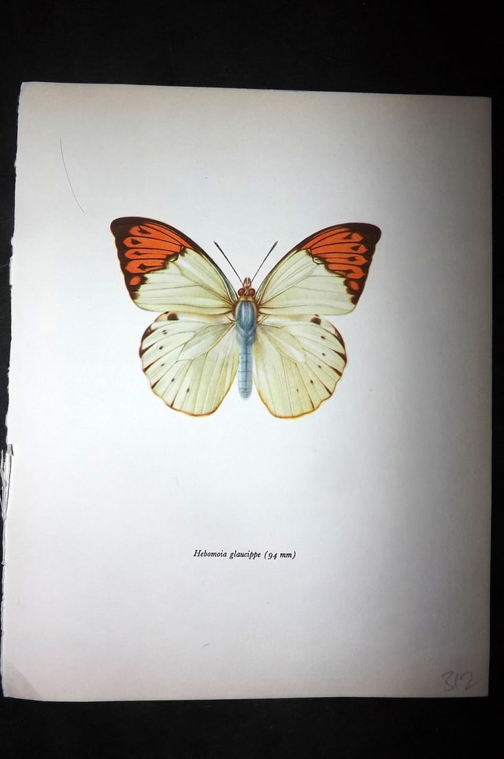 Prochazka, Frantisek 1963 Vintage Butterfly Print. Hebomoia Glaucippe: Vintage Offset Lithograph Published 1963, London for "British Butterflies" by J. Moucha. Illustrated by Frantisek Prochazka. Descriptive text to verso, but this relates to the adjacent plate. On nice