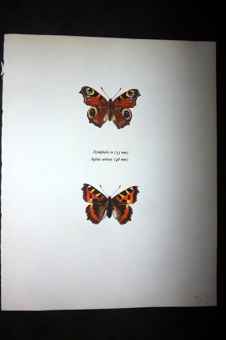 Prochazka, Frantisek 1963 Vintage Butterfly Print. Nymphalis io, Aglais Urticae (1 of 1)