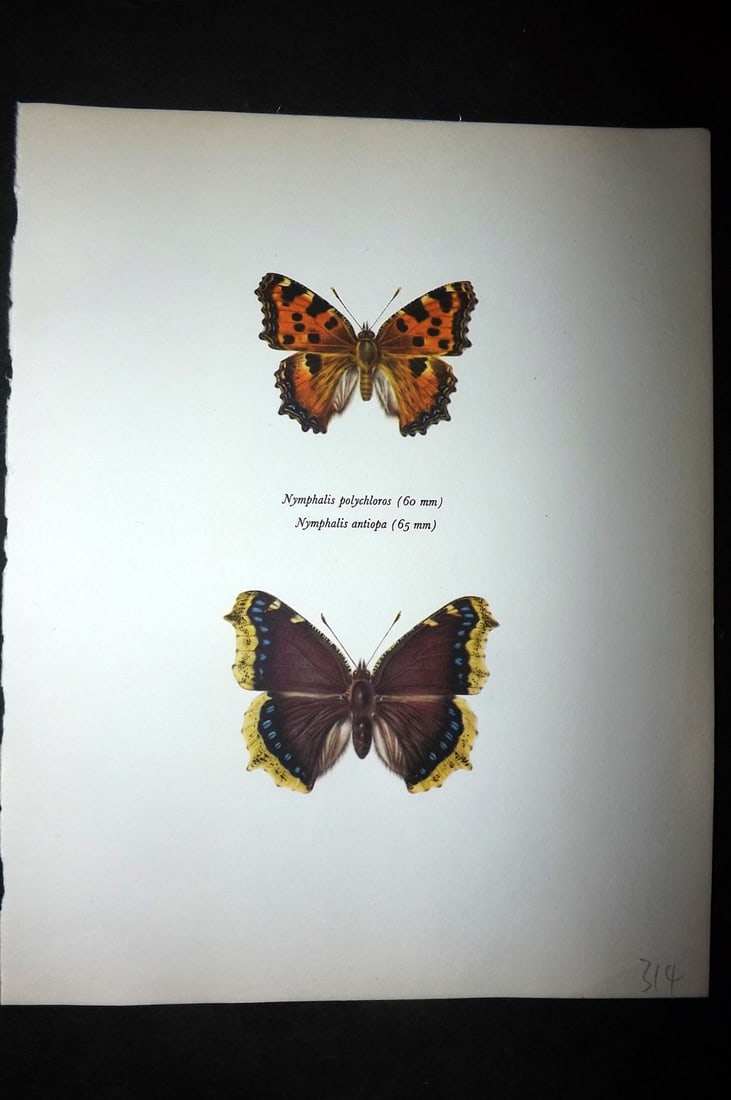 Prochazka, Frantisek 1963 Vintage Butterfly Print. Nymphalis Polychloros & Antiopa (1 of 1)