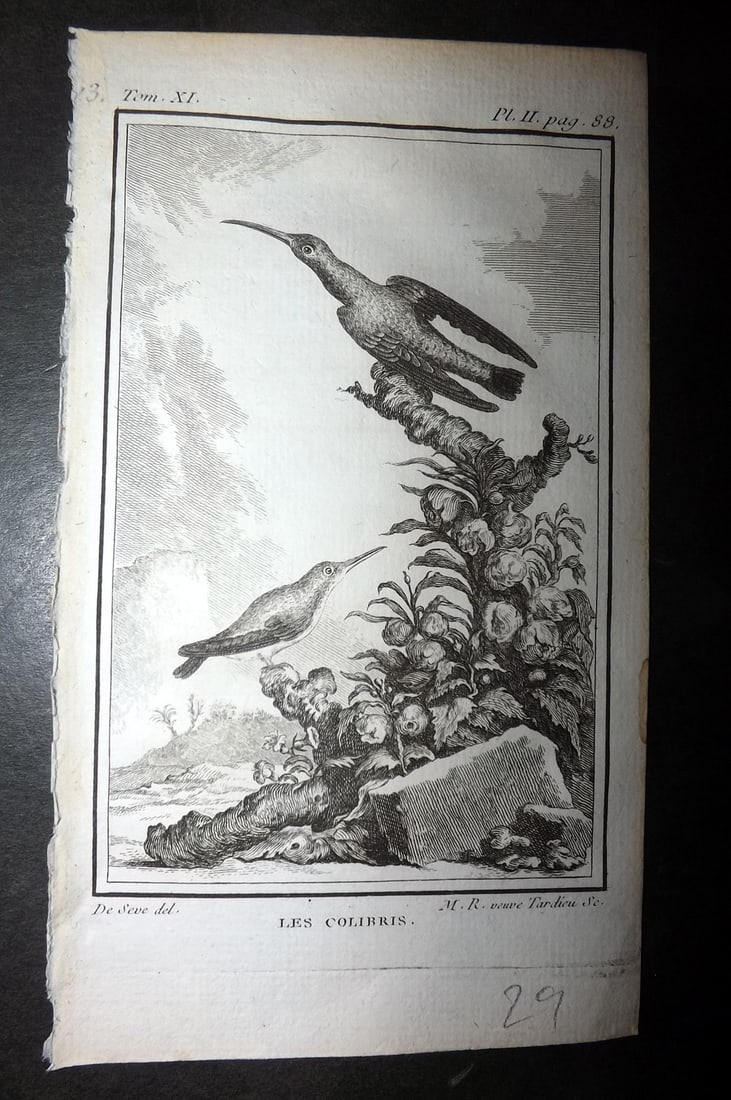 Buffon, Comte de 1780 Antique Bird Print - Les Colibris 06-02 (1 of 1)