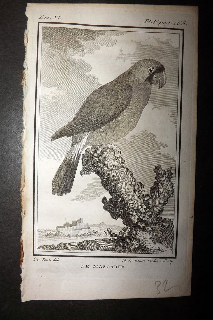 Buffon, Comte de 1780 Antique Bird Print - Le Mascarin Parrot 06-05 (1 of 1)