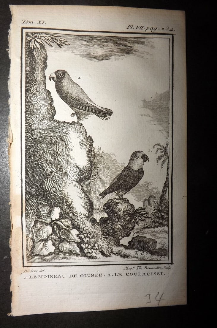 Buffon, Comte de 1780 Antique Bird Print - Le Moineau de Guinee. Le Coulascissi Parrots 06-07 (1 of 1)