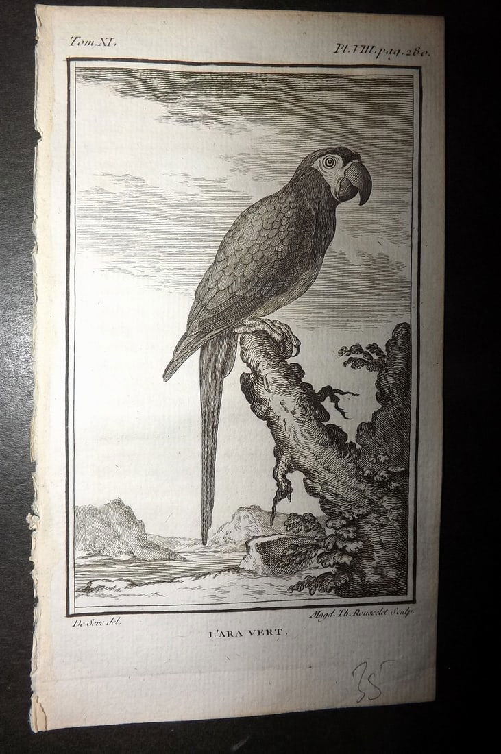 Buffon, Comte de 1780 Antique Bird Print - L'Ara Vert. Chestnut-fronted Macaw 06-08 (1 of 1)