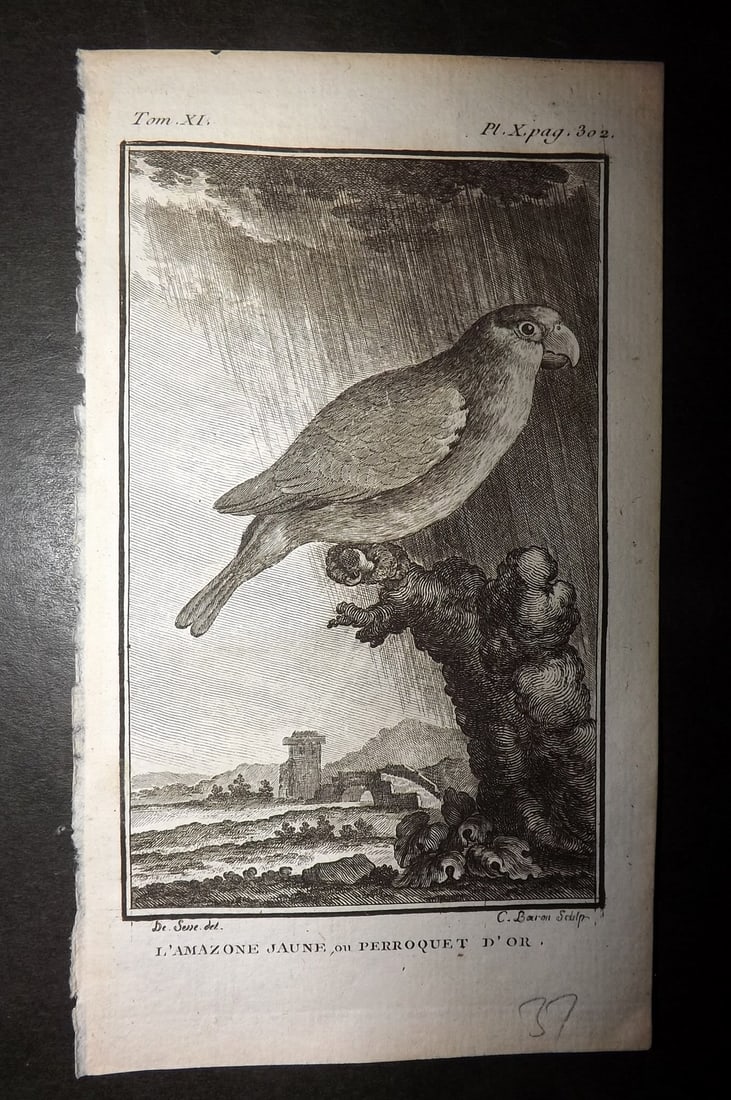 Buffon, Comte de 1780 Antique Bird Print - L'Amazone Jauneou Perroquet d'Or 06-10 Parrot (1 of 1)