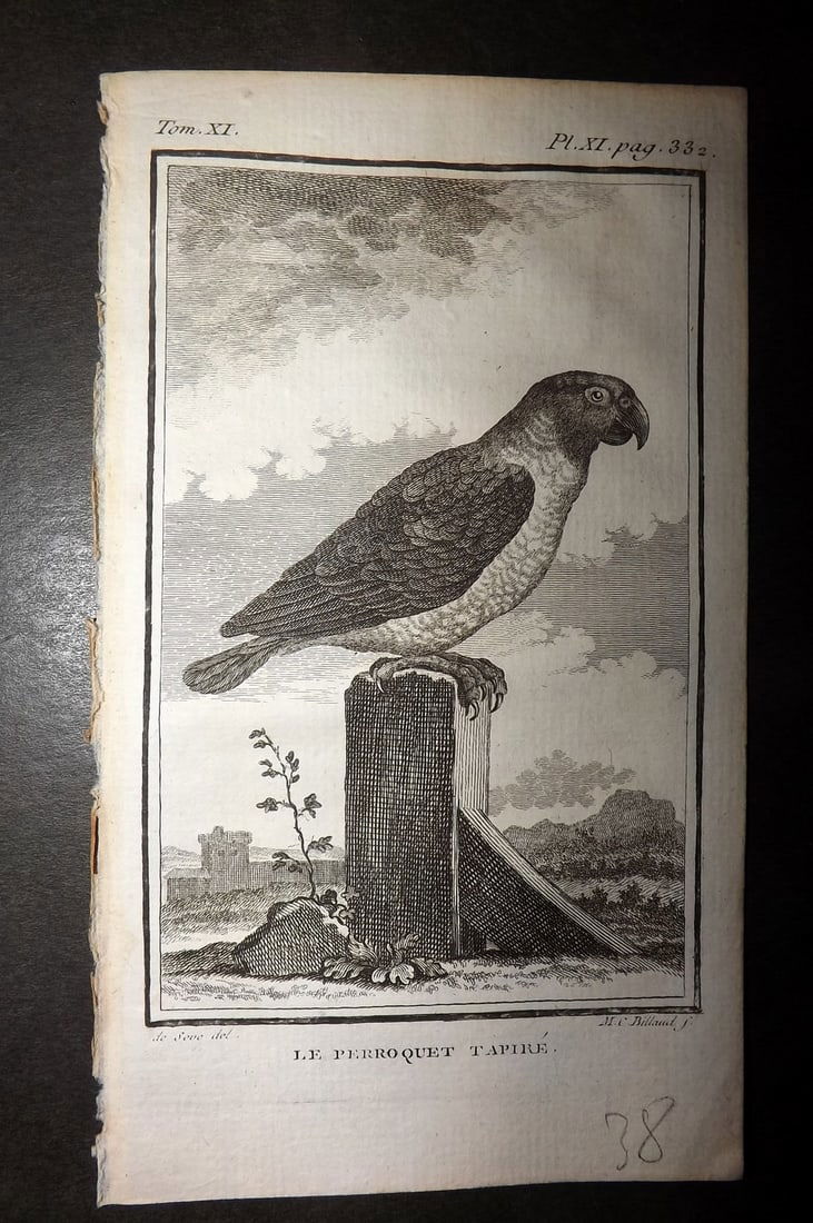 Buffon, Comte de 1780 Antique Bird Print - Le Perroquet Tapire 06-11 Parrot Parakeet (1 of 1)