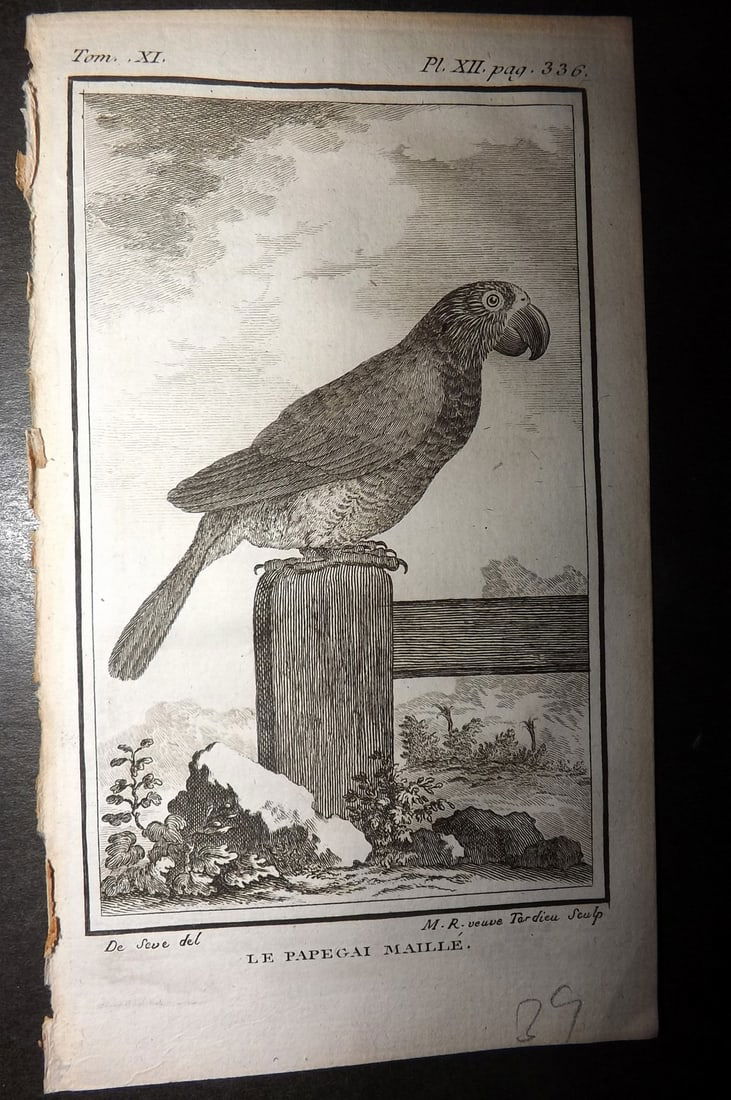 Buffon, Comte de 1780 Antique Bird Print - Le Papegai Maille 06-12 Red-fan Parrot (1 of 1)