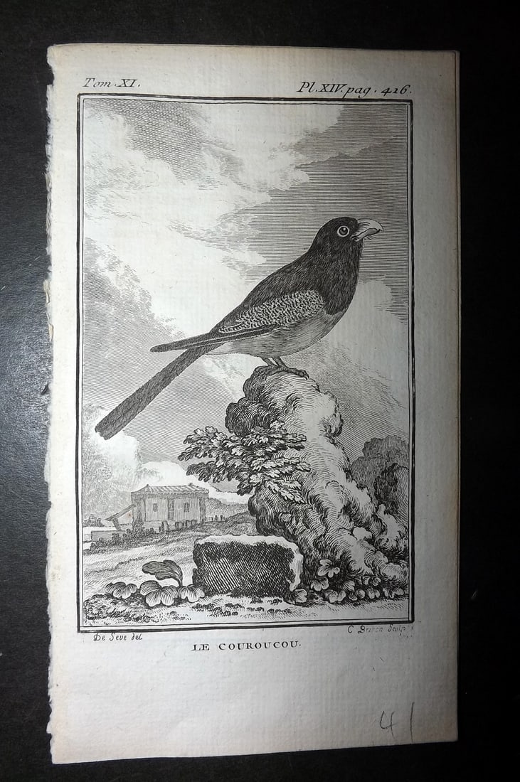 Buffon, Comte de 1780 Antique Bird Print - Le Couroucou 06-14 (1 of 1)