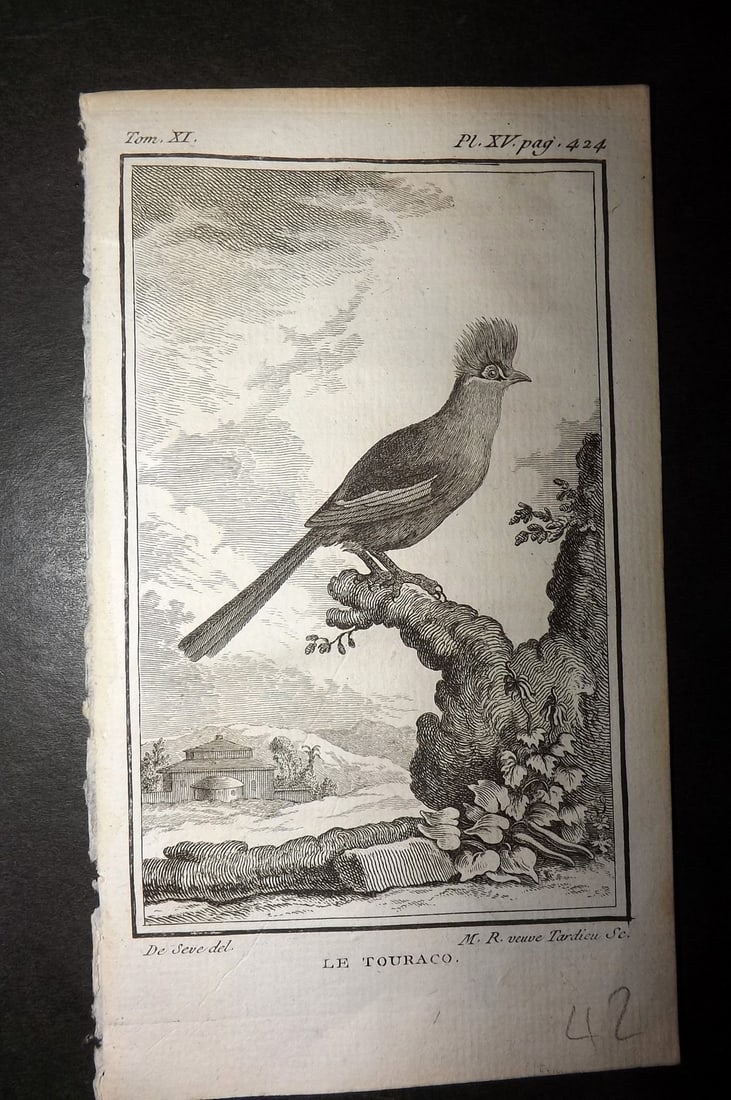 Buffon, Comte de 1780 Antique Bird Print - Le Touraco 06-15 (1 of 1)