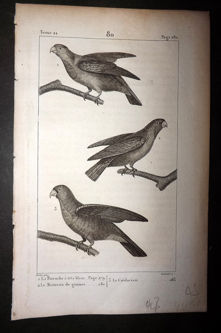 Buffon, Comte de 1825 Antique Bird Print. Guinea Moineau Parrot, Coulacissi 80 (1 of 1)