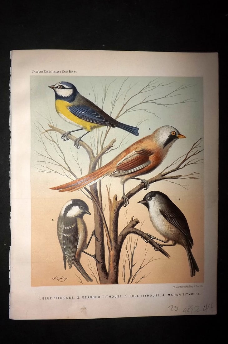 Cassell (Pub) 1880 Bird Print. Blue Titmouse, Bearded Titmouse, Cole Titmouse, Marsh Titmouse (1 of 1)