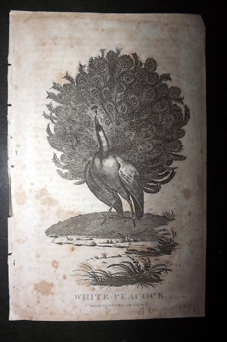 Goldsmith, Oliver C1850 Hand Col Bird Print. American & White Winged Crossbill 34 (1 of 1)