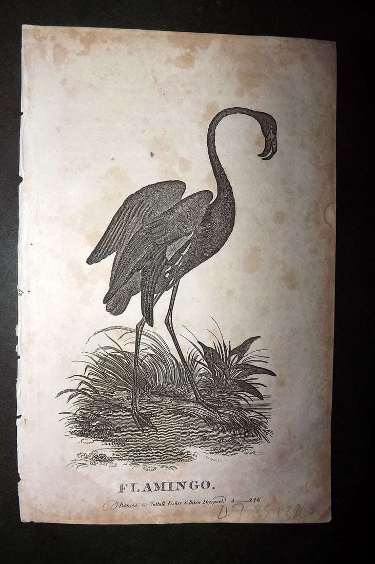 Goldsmith, Oliver C1815 Antique Bird Print. White Peacock (1 of 1)