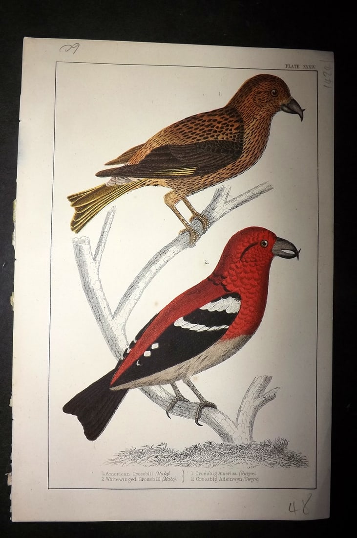 Goldsmith, Oliver C1815 Antique Bird Print. Red Flamingo (1 of 1)