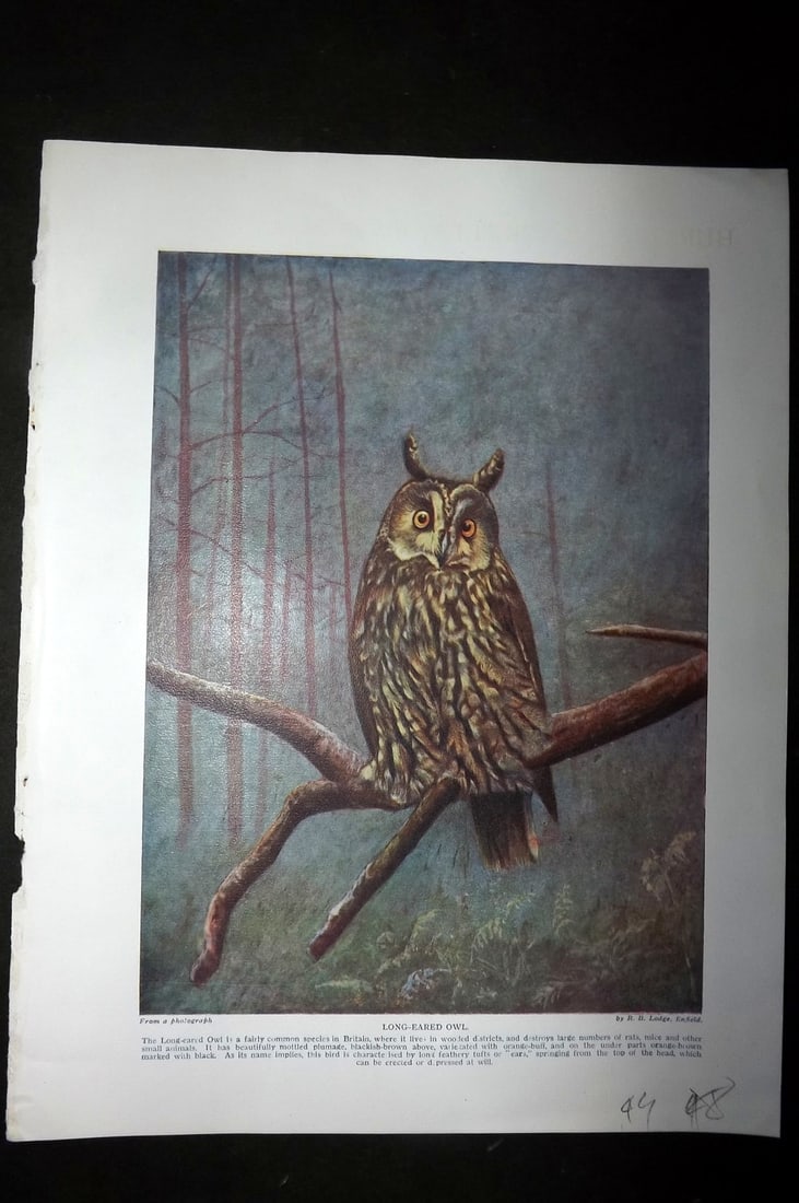 Hutchinson (Pub) C1910 Antique Bird Print. Owl: Offset Lithographs Published C1910 by Hutchinson & Co., London for "Hutchinson's Animals of All Countries" Paper Size: 10.5 x 7.5 inch (27 x 19cm) Good Condition