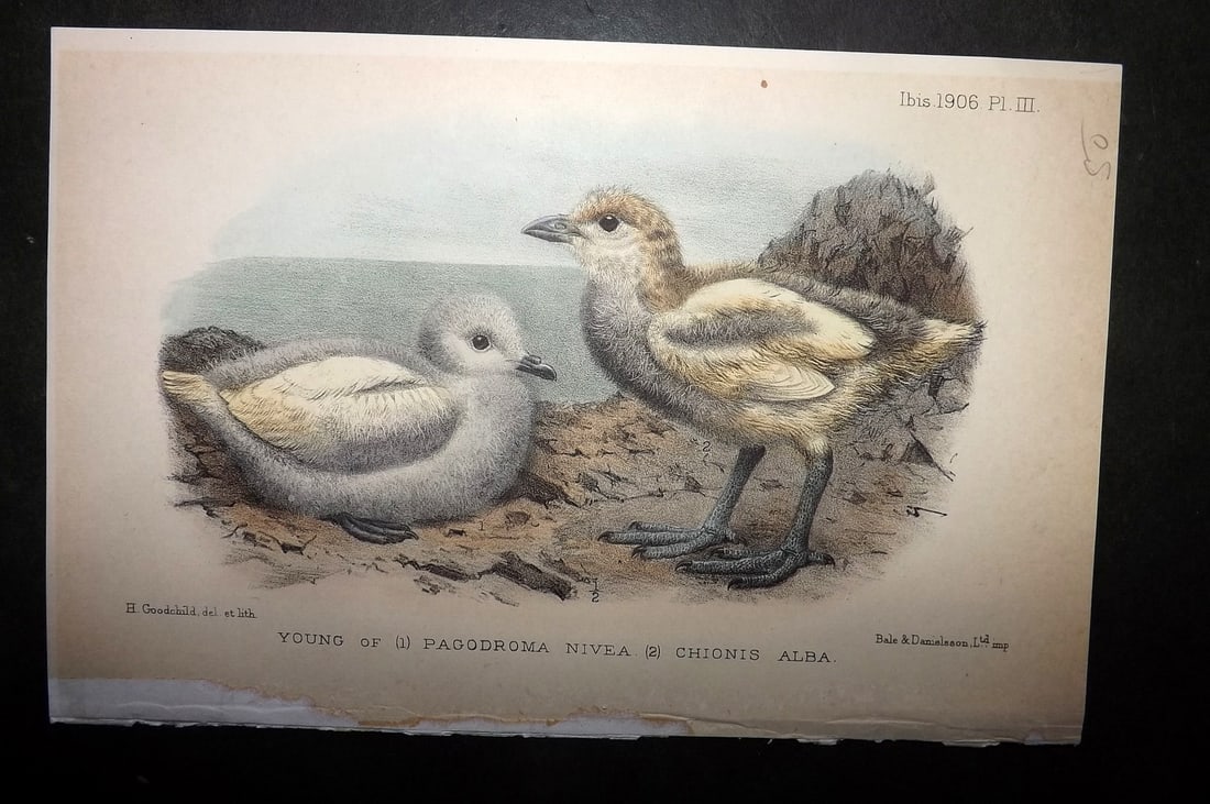 Ibis 1906 Hand Col Bird Print. Young of Pagodroma Nivea & Chionis Alba 03 by Goodchild: Hand Colored Lithograph Published 1859-Present Day, London for "The Ibis?" Edited by Philip Sclater, A. H. Evans, and others. Illustrated by Keulemans, Smit, Goodchild, Gronvold, Wolf and others. Some