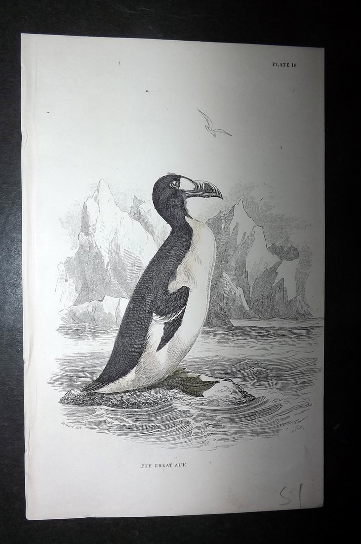 Jardine, William C1850 Hand Col Bird Print. Extinct Great Auk (1 of 1)