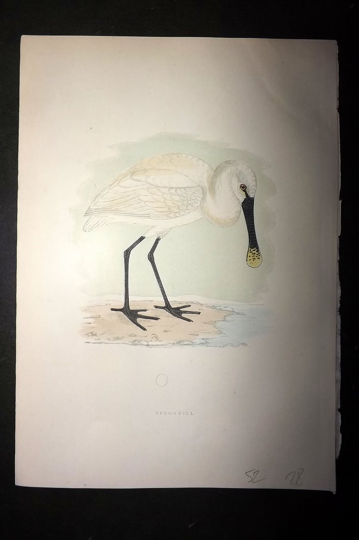 Morris, Francis 1903 Hand Col Bird Print. Spoonbill (1 of 1)