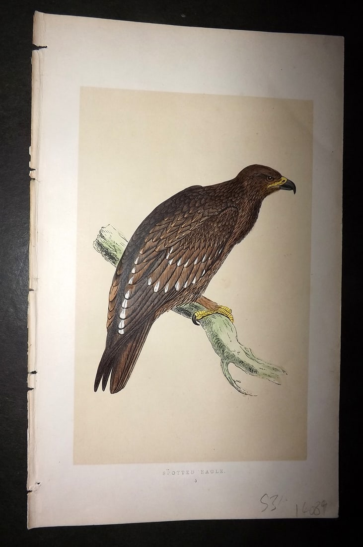 Morris, Francis 1851 Hand Col Bird Print. Spotted Eagle (1 of 1)