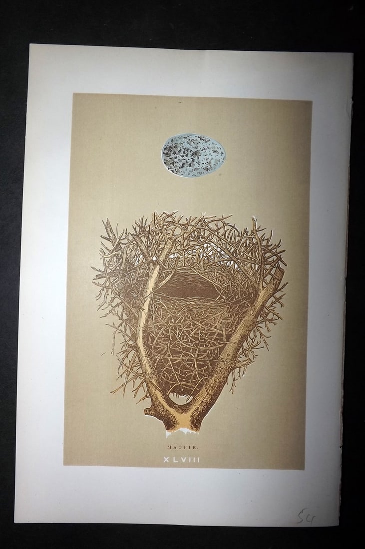 Morris, Francis 1896 Antique Bird Nest Print. Magpie 48: Woodblocks Published 1896 by John C. Nimmo, London for "A Natural History of the Nests and Eggs of British Birds" By the Rev. Francis Orpen Morris, printed Benjamin Fawcett. Printed in colours and fin