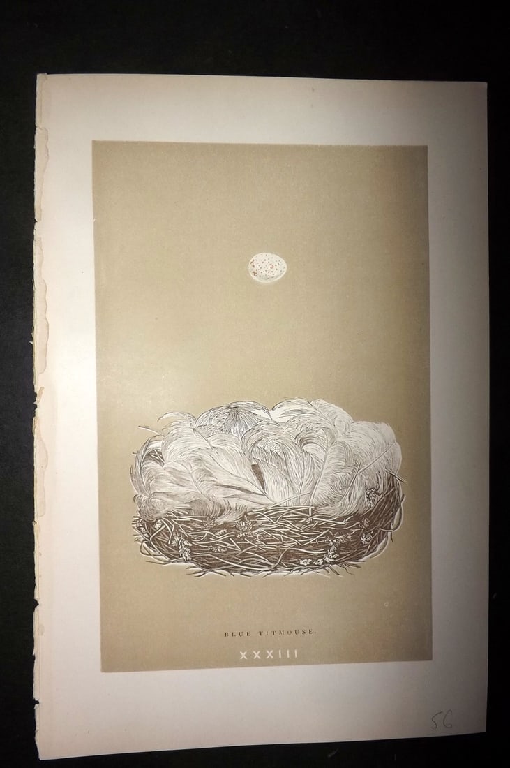 Morris, Francis 1896 Antique Bird Nest Print. Blue Titmouse 33: Woodblocks Published 1896 by John C. Nimmo, London for "A Natural History of the Nests and Eggs of British Birds" By the Rev. Francis Orpen Morris, printed Benjamin Fawcett. Printed in colours and fin
