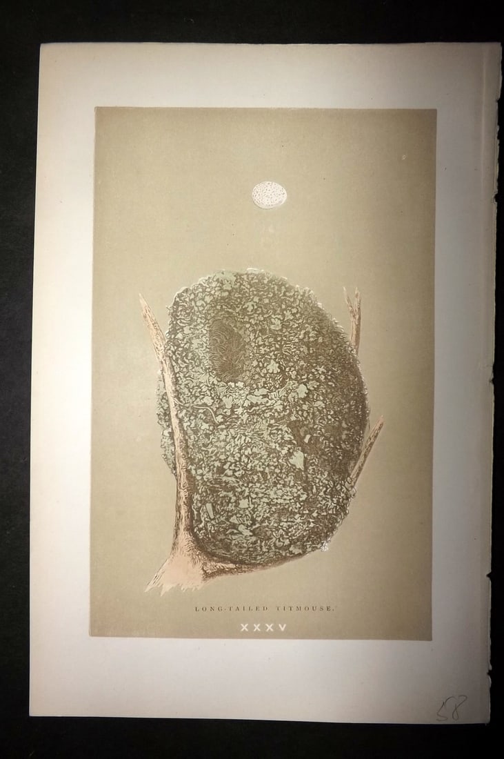 Morris, Francis 1896 Antique Bird Nest Print. Long Tailed Titmouse 35: Woodblocks Published 1896 by John C. Nimmo, London for "A Natural History of the Nests and Eggs of British Birds" By the Rev. Francis Orpen Morris, printed Benjamin Fawcett. Printed in colours and fin