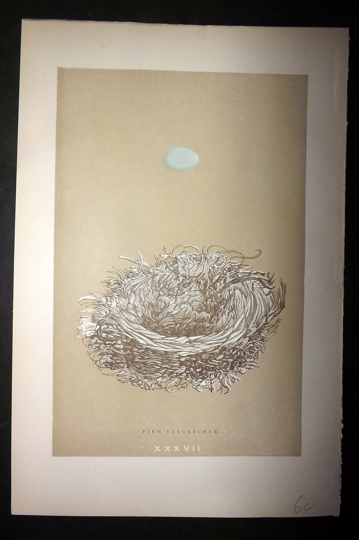 Morris, Francis 1896 Antique Bird Nest Print. Pied Flycatcher 37: Woodblocks Published 1896 by John C. Nimmo, London for "A Natural History of the Nests and Eggs of British Birds" By the Rev. Francis Orpen Morris, printed Benjamin Fawcett. Printed in colours and fin