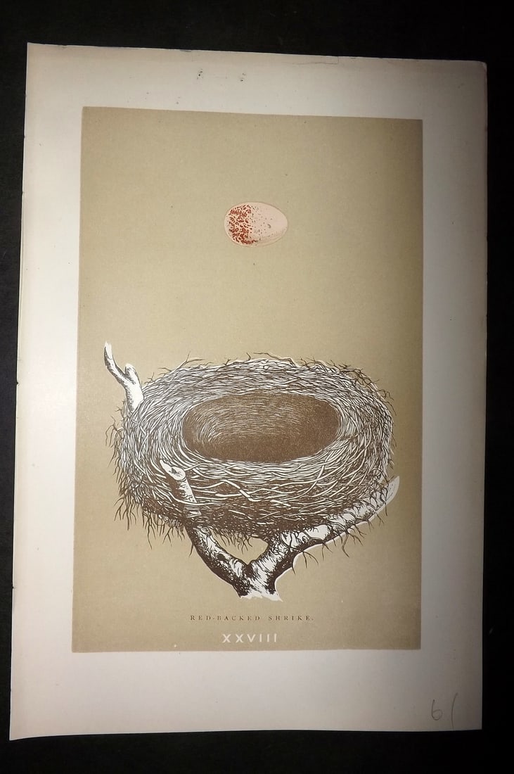 Morris, Francis 1896 Antique Bird Nest Print. Red Backed Shrike 28: Woodblocks Published 1896 by John C. Nimmo, London for "A Natural History of the Nests and Eggs of British Birds" By the Rev. Francis Orpen Morris, printed Benjamin Fawcett. Printed in colours and fin