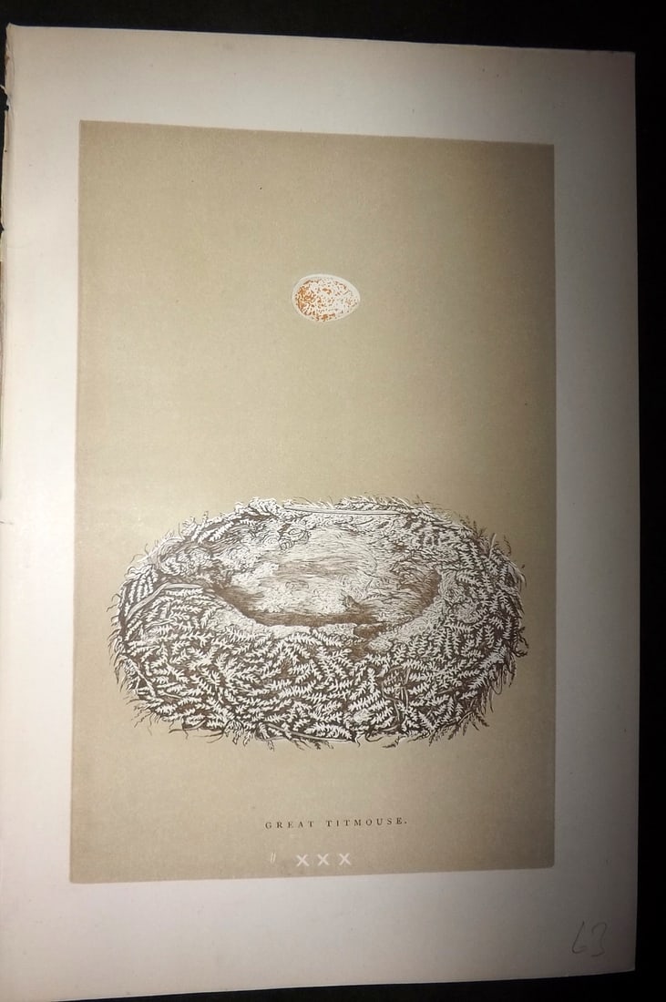 Morris, Francis 1896 Antique Bird Nest Print. Great Titmouse 30 (1 of 1)