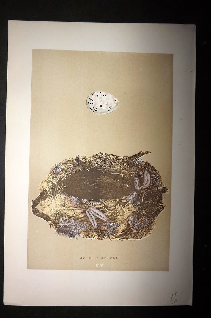 Morris, Francis 1896 Antique Bird Nest Print. Golden Oriole 105: Woodblocks Published 1896 by John C. Nimmo, London for "A Natural History of the Nests and Eggs of British Birds" By the Rev. Francis Orpen Morris, printed Benjamin Fawcett. Printed in colours and fin