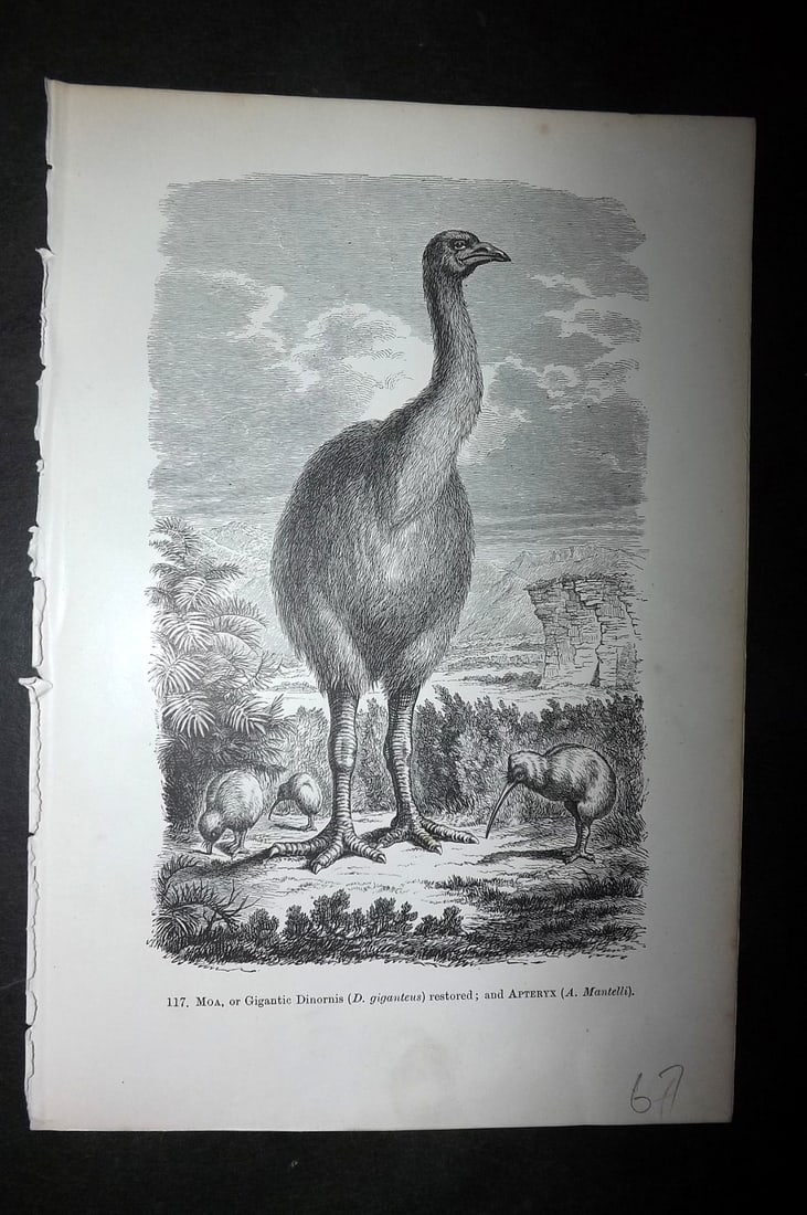 Pouchet, F. A. 1871 Bird Print. Extinct Moa, New Zealand (1 of 1)