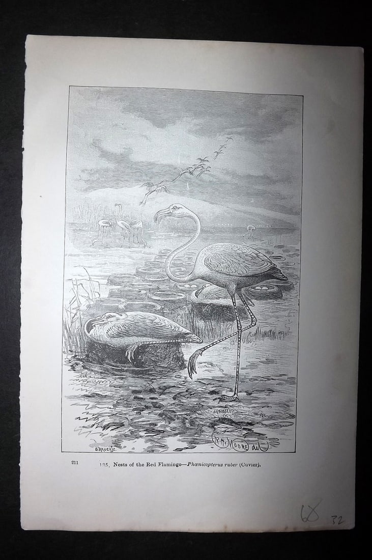 Pouchet, F. A. 1871 Bird Print. Nests of the Red Flamingo (1 of 1)