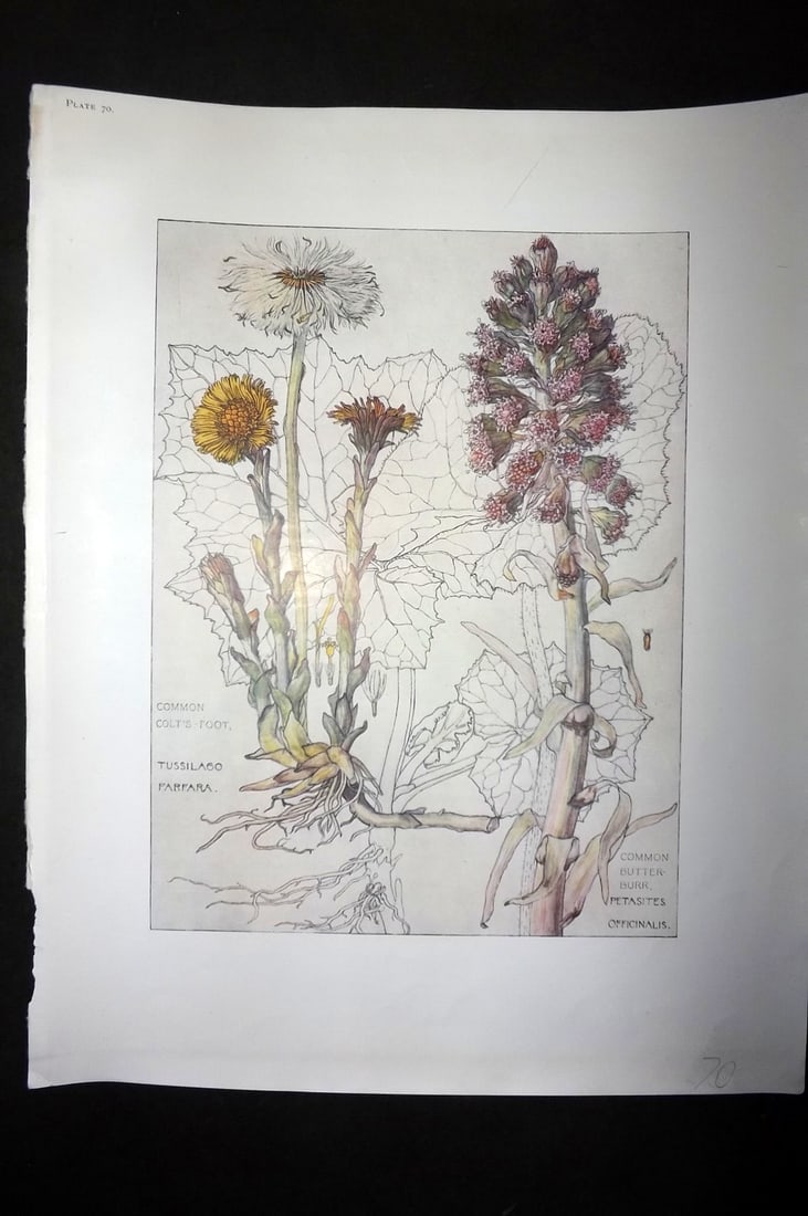 Adams, Harriet Isabel 1907 Botanical Print. Colt's Foot, Butterburr 70 (1 of 1)