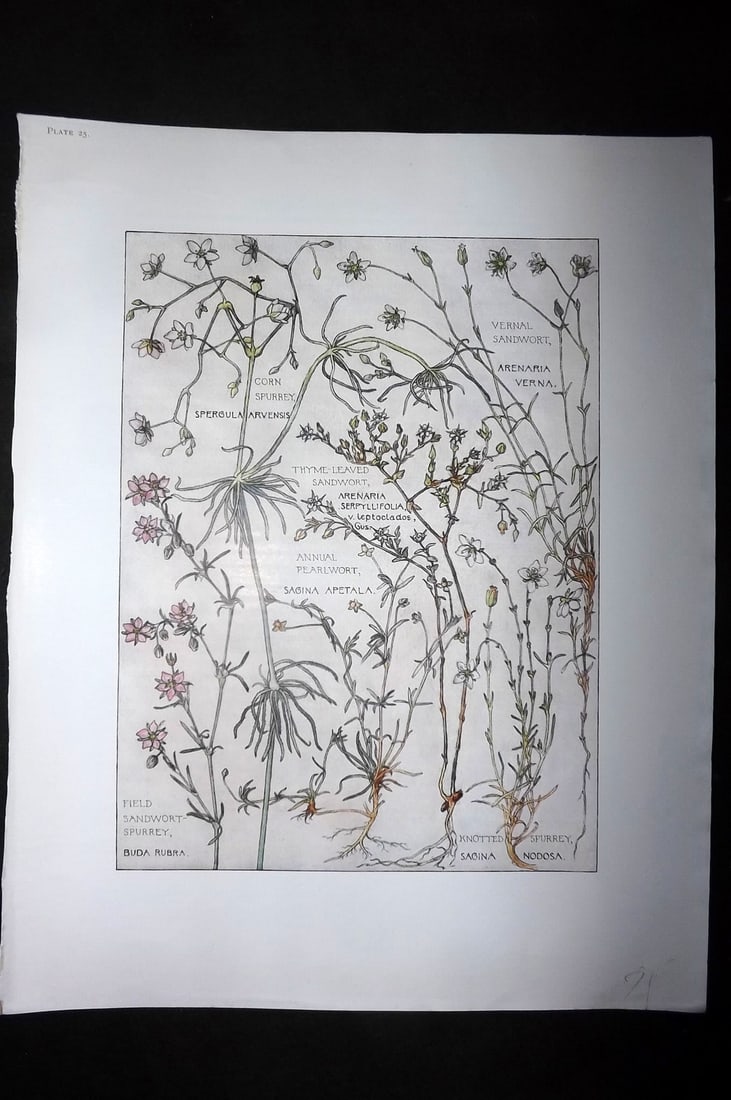 Adams, Harriet Isabel 1907 Botanical Print. Spurrey, Sandwort 25: Offset Lithograph Published 1907-10, London for "Wild Flowers of British Isles" by Harriet Isabel Adams. Scarce. Paper Size: 11 x 8.5 inch (28 x 22cm)