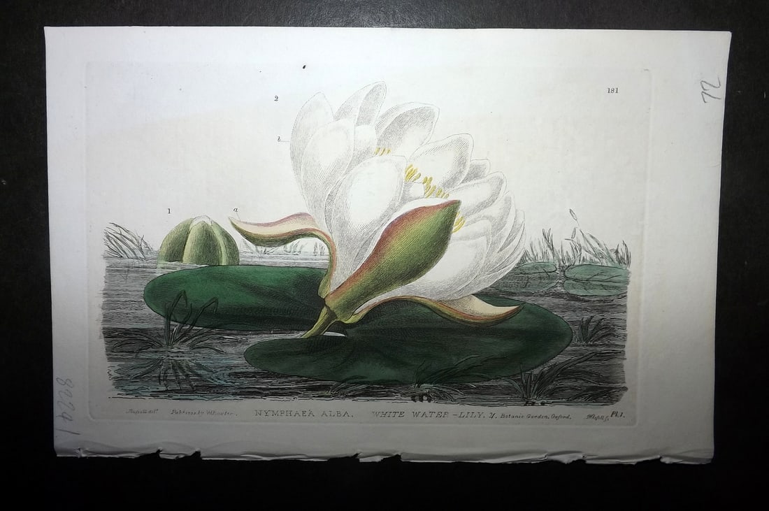 Baxter, George 1836 Hand Col Botanical Print. White Water Lily 181 (1 of 1)