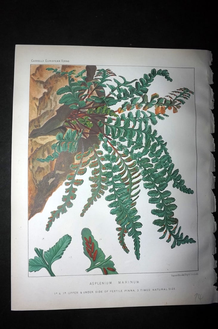 Britten, James 1881 Antique Fern Print. Asplenium Marinum: Chromolithograph Published 1879-81 by Cassell & Co., London for "European Ferns" by James Britten. Paper Size: 10.5 x 8 inch (27 x 21cm) Good Condition