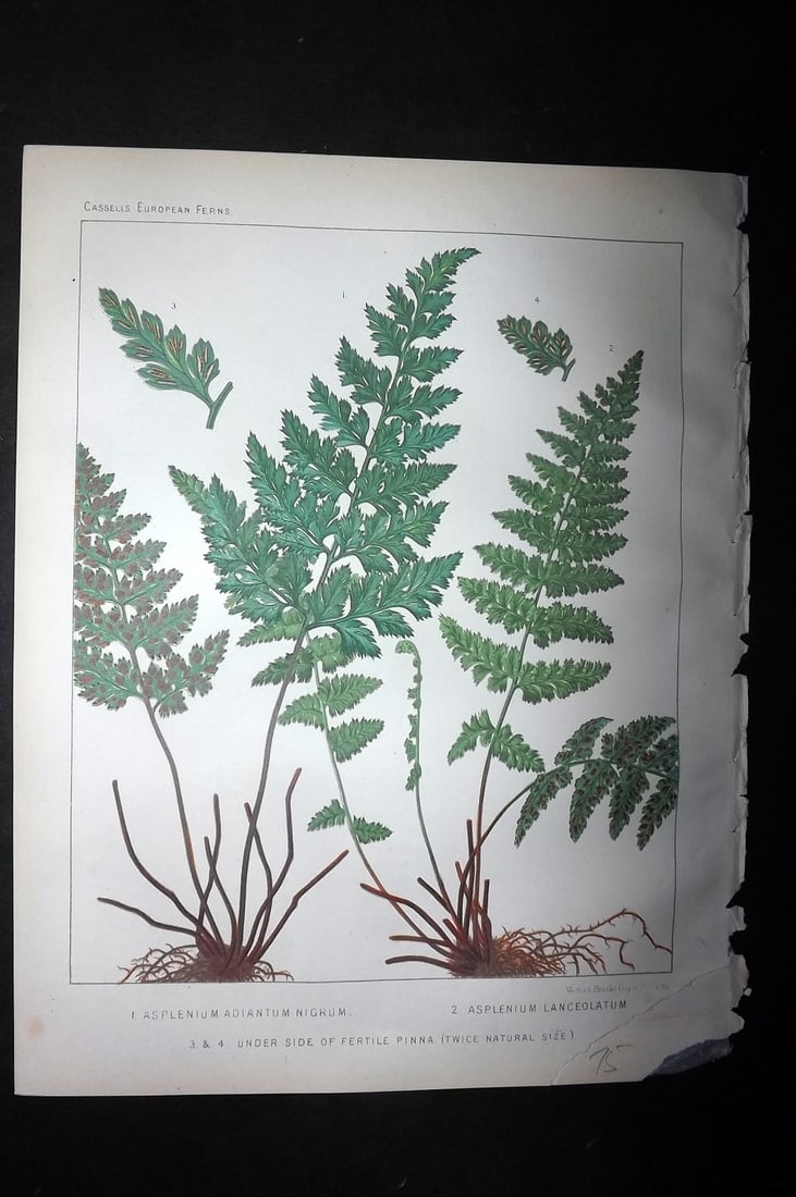 Britten, James 1881 Antique Fern Print. Asplenium Adiantum Nigrum & Lanceolatum (1 of 1)