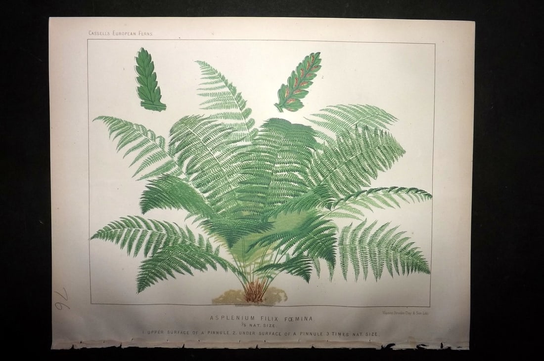 Britten, James 1881 Antique Fern Print. Asplenium Filix Foemina (1 of 1)