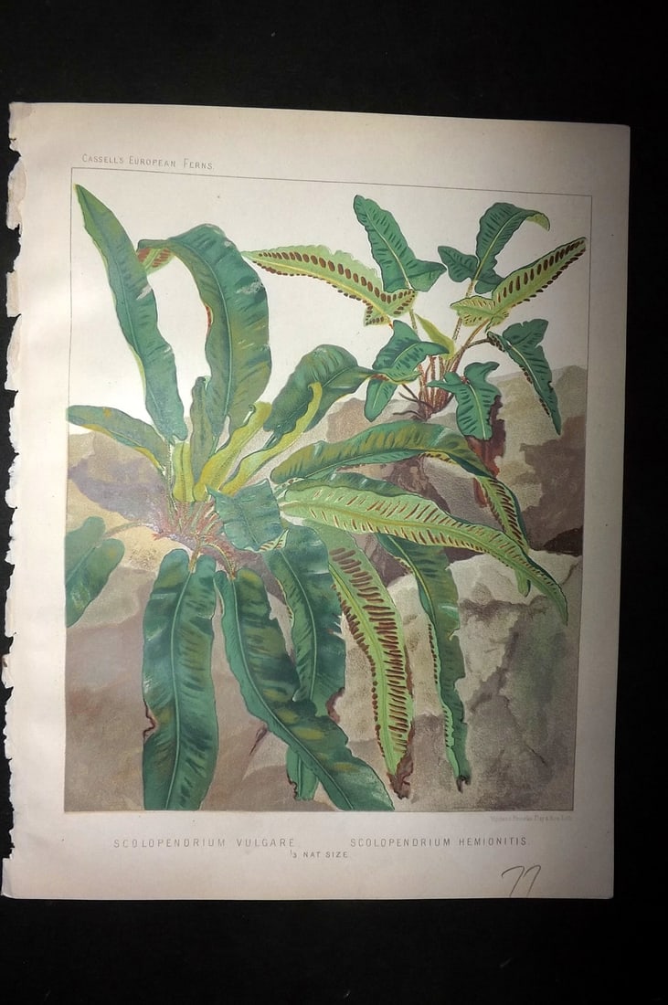 Britten, James 1881 Antique Fern Print. Scolopendrium Vulgare & Hemionitis: Chromolithograph Published 1879-81 by Cassell & Co., London for "European Ferns" by James Britten. Paper Size: 10.5 x 8 inch (27 x 21cm) Good Condition