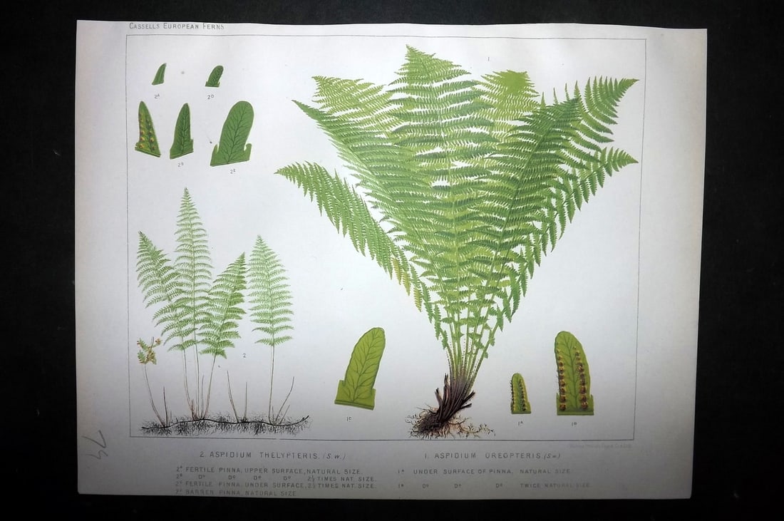 Britten, James 1881 Antique Fern Print. Aspidium Thelypteris & Oreopteris (1 of 1)