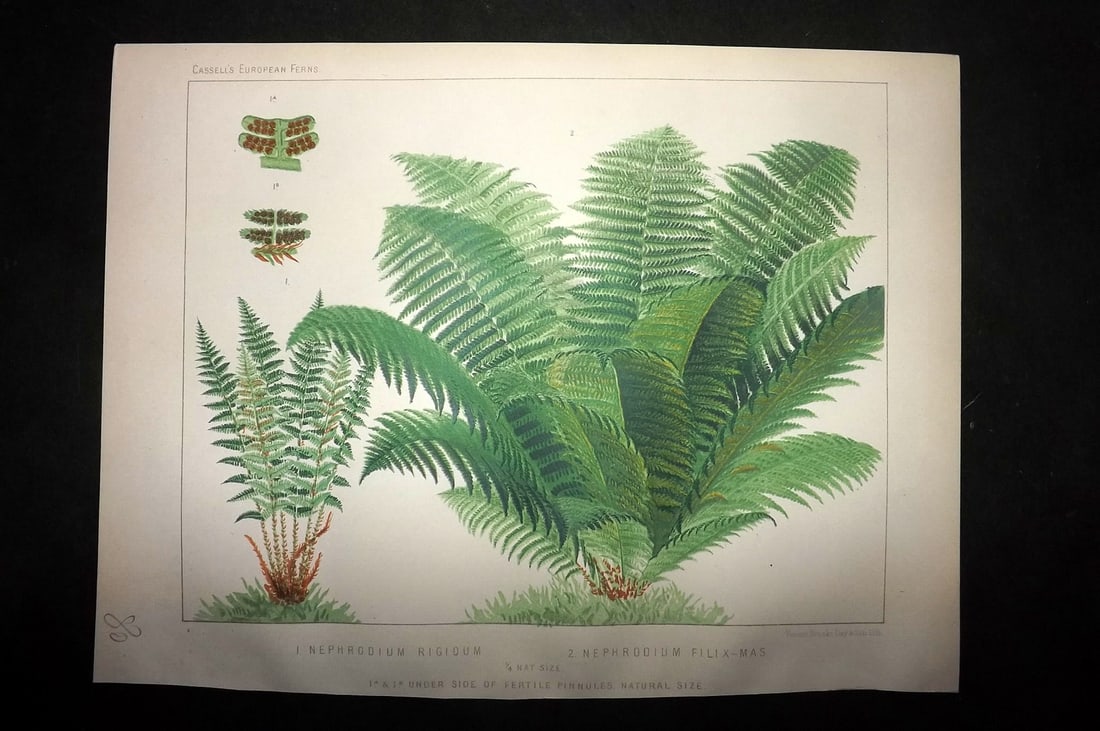 Britten, James 1881 Antique Fern Print. Nephrodium Rigidum & Filix Mas (1 of 1)