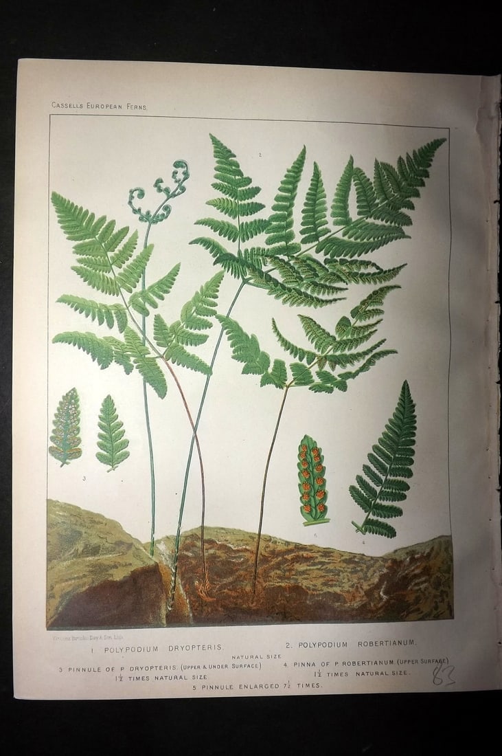 Britten, James 1881 Antique Fern Print. Polypodium Dryopteris & Robertianum (1 of 1)